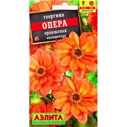 Георгина Опера Оранжевая