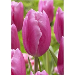 Джамбо Пинк (Tulipa Jumbo Pink)