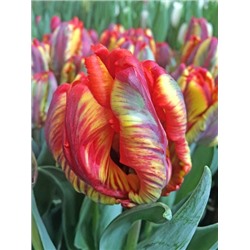 Раста Пэррот (Tulipa Rasta Parrot 1)