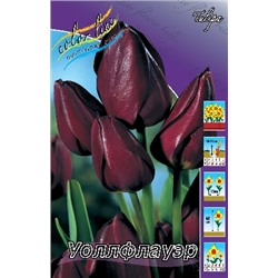 Уоллфлауэр (Tulipa Wallflower)