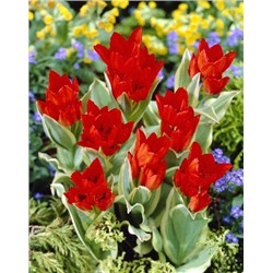 Уникум Праестанс (Tulipa Unicum Praestans)