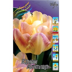 Крем Апстар (Tulipa Creme Upstar)