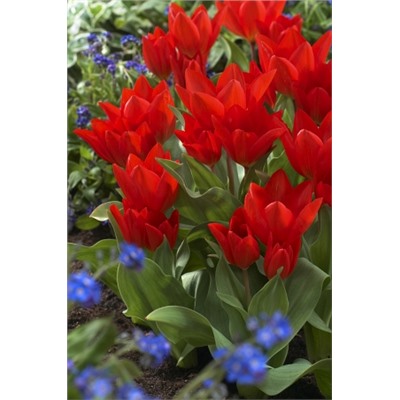 Фузилиер (Tulipa praestans Fusilier)