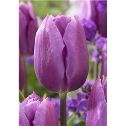Блю Бьюти (Tulipa Blue Beauty)