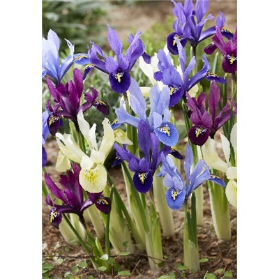 смесь (Iris reticulata Mix)