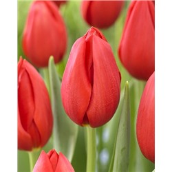 Кингзблад (Tulipa Kingsblood)