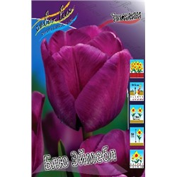 Блю Эймебл (Tulipa Bleu Aimable)