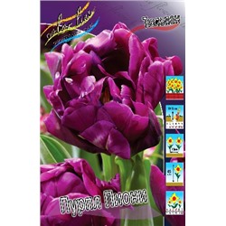 Пурпл Пиони (Tulipa Purple Peony)