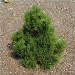 Pinus heldreichii Malinkii