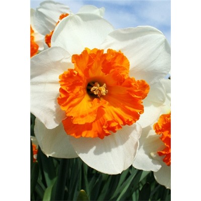 Джентл Джиант (Narcissus Gentle Giant)