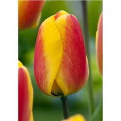 Оксфорд Уандер (Tulipa Oxford Wonder)