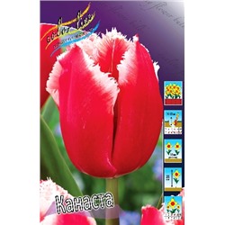 Канаста (Tulipa Canasta)