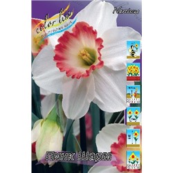 Пинк Шарм (Narcissus Pink Charm)