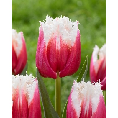 Сан Леандро (Tulipa%20San%20Leandro)