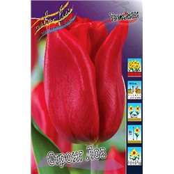 Стронг Лов 14/+ (Tulipa Strong Love)