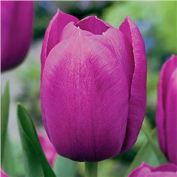 Пёрпл букет (Purple Bouquet)