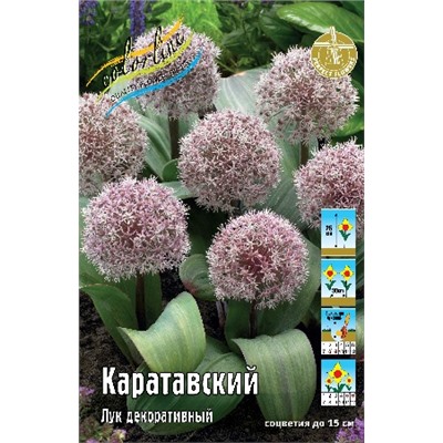 каратавский (Allium karataviense)