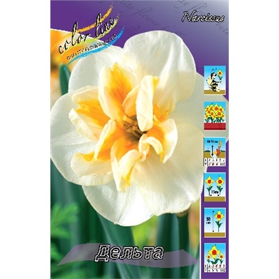 Дельта (Narcissus Delta)