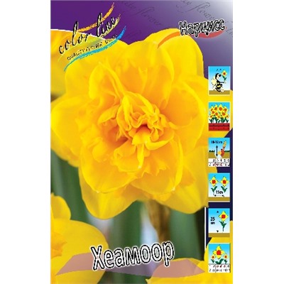 Хеамоор (Narcissus Heamoor)