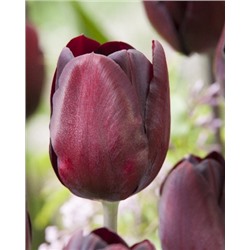 Блэк Бин (Tulipa Black Bean)