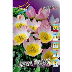 Лилак Уандер (Tulipa bakeri Lilac Wonder)