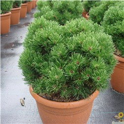 Pinus mugo Picobello