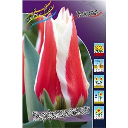 Перфекционист (Tulipa Perfectionist)