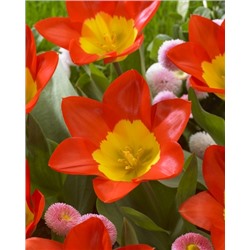 Оракул (Tulipa Oracle)