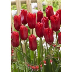 Рэд Прауд (Tulipa Red Proud)