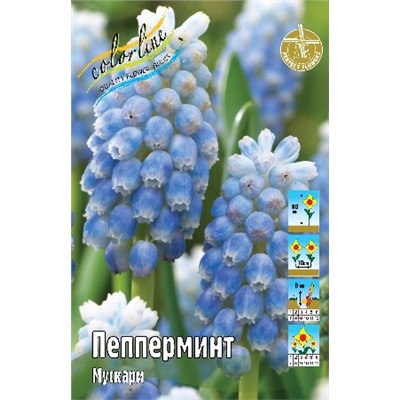 Пепперминт (Muscari Peppermint)