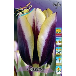Гавота (Tulipa Gavota)
