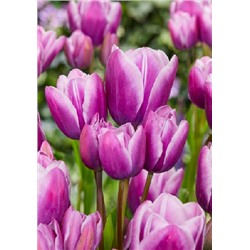 Пурпл Элеганс (Tulipa Purple Elegance)