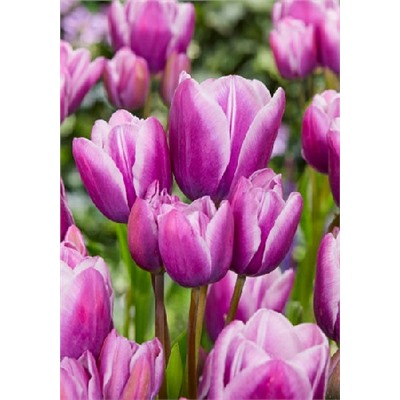 Пурпл Элеганс (Tulipa Purple Elegance)