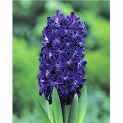 Блю Маджик (Hyacinth Blue Magic)
