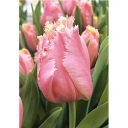 Хартбит (Tulipa Heartbeat)