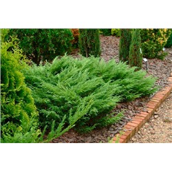 видовая норма (Juniperus sabina)
