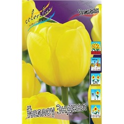 Йеллоу Энджел (Tulipa Yellow Angel)
