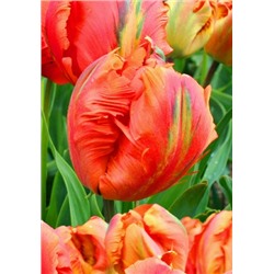 Флауэр Пауэр (Tulipa Flower Power)