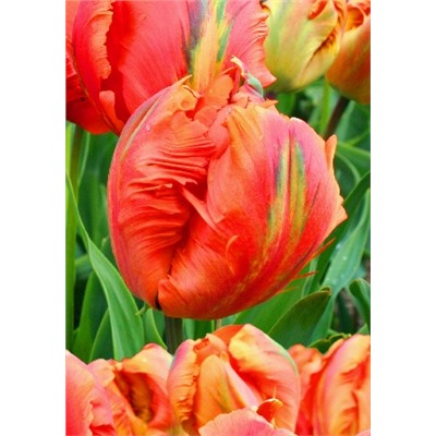 Флауэр Пауэр (Tulipa Flower Power)