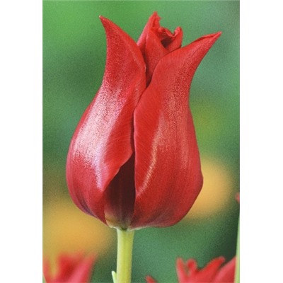 Притти Вумен (Tulipa Pretty Woman)