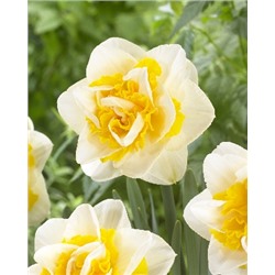 Трендкром (Narcissus Trendcrom)