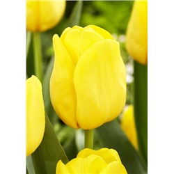 Лобке (Tulipa Lobke)