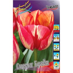 Спринг Брейк (Tulipa Spryng Break 1)