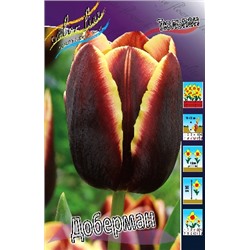 Доберман (Tulipa Doberman)