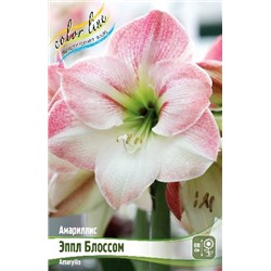 ЭППЛ БЛОССОМ (APPLE BLOSSOM)