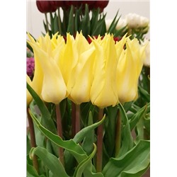 Флорайн Шик (Tulipa Florijn Chic)