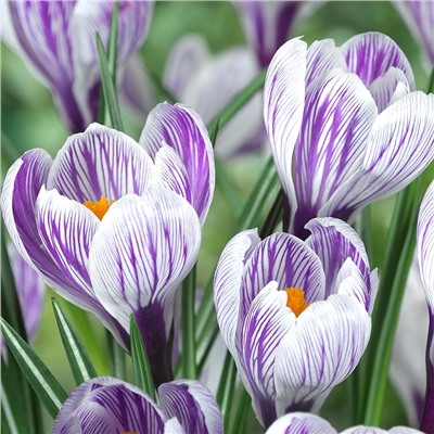 Стрипед Бьюти (Crocus Striped Beauty)