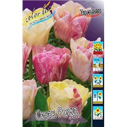 Силк Роуд (Tulipa Silk Road)