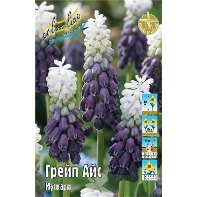 Грейп Айс (Muscari Grape Ice)