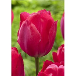 Леди Ван Ейк (Tulipa Lady Van Eijk)